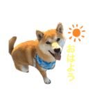 銀たんです！（個別スタンプ：2）