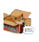 銀たんです！（個別スタンプ：4）