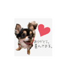 ふらちゃんスタンプだよ（個別スタンプ：1）