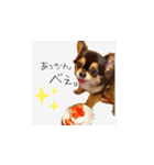 ふらちゃんスタンプだよ（個別スタンプ：2）