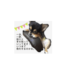 ふらちゃんスタンプだよ（個別スタンプ：5）