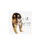 ふらちゃんスタンプだよ（個別スタンプ：6）