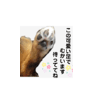 ふらちゃんスタンプだよ（個別スタンプ：7）