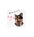 ふらちゃんスタンプだよ（個別スタンプ：9）