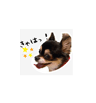 ふらちゃんスタンプだよ（個別スタンプ：10）