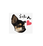 ふらちゃんスタンプだよ（個別スタンプ：11）