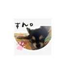ふらちゃんスタンプだよ（個別スタンプ：12）