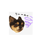 ふらちゃんスタンプだよ（個別スタンプ：16）