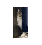 表情豊かなノルウェージャン（個別スタンプ：31）