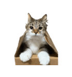 表情豊かなノルウェージャン（個別スタンプ：32）