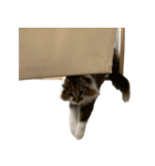 表情豊かなノルウェージャン（個別スタンプ：33）