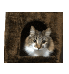 表情豊かなノルウェージャン（個別スタンプ：40）
