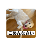 【第2弾】ルーシーの日常（個別スタンプ：2）