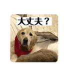 【第2弾】ルーシーの日常（個別スタンプ：3）