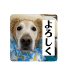 【第2弾】ルーシーの日常（個別スタンプ：4）