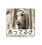 【第2弾】ルーシーの日常（個別スタンプ：6）
