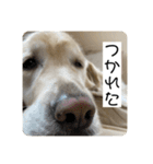 【第2弾】ルーシーの日常（個別スタンプ：7）