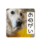 【第2弾】ルーシーの日常（個別スタンプ：8）