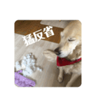 【第2弾】ルーシーの日常（個別スタンプ：9）