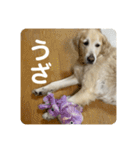 【第2弾】ルーシーの日常（個別スタンプ：10）
