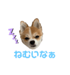 桃太のまいにち（個別スタンプ：1）