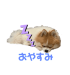 桃太のまいにち（個別スタンプ：3）