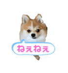 桃太のまいにち（個別スタンプ：4）