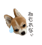 桃太のまいにち（個別スタンプ：6）