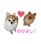 桃太のまいにち（個別スタンプ：7）