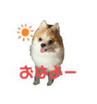 桃太のまいにち（個別スタンプ：9）