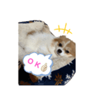 桃太のまいにち（個別スタンプ：14）