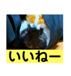 ライトさん1（個別スタンプ：4）