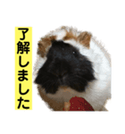ライトさん1（個別スタンプ：5）