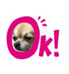 leeeeqooo（個別スタンプ：16）