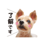 しりまるのスタンプ（個別スタンプ：1）