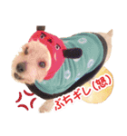 しりまるのスタンプ（個別スタンプ：3）