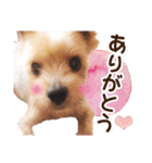 しりまるのスタンプ（個別スタンプ：4）
