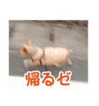 しりまるのスタンプ（個別スタンプ：6）