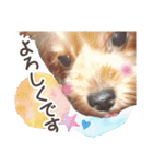 しりまるのスタンプ（個別スタンプ：9）