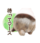 しりまるのスタンプ（個別スタンプ：10）