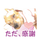 しりまるのスタンプ（個別スタンプ：11）