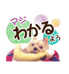 しりまるのスタンプ（個別スタンプ：13）