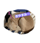 イタグレJとLのスタンプ（個別スタンプ：2）