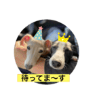 イタグレJとLのスタンプ（個別スタンプ：6）