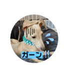 イタグレJとLのスタンプ（個別スタンプ：7）