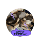 イタグレJとLのスタンプ（個別スタンプ：12）
