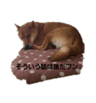 柴犬うたくん（個別スタンプ：6）