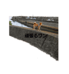 柴犬うたくん（個別スタンプ：7）