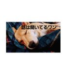 柴犬うたくん（個別スタンプ：8）