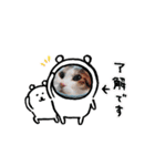 ♯柴犬ソラと猫モモ（個別スタンプ：1）